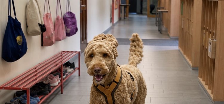 Schulhund Curly hat ihren Dienst angetreten Schulhund Curly hat ihren Dienst angetreten